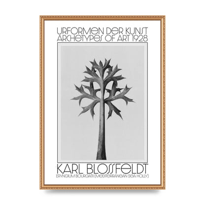 Karl Blossfeldt Urformen Der Kunst 1928 Eryngium Bourgatii Mediterranean Sea Holly Printed Poster - A2 framed