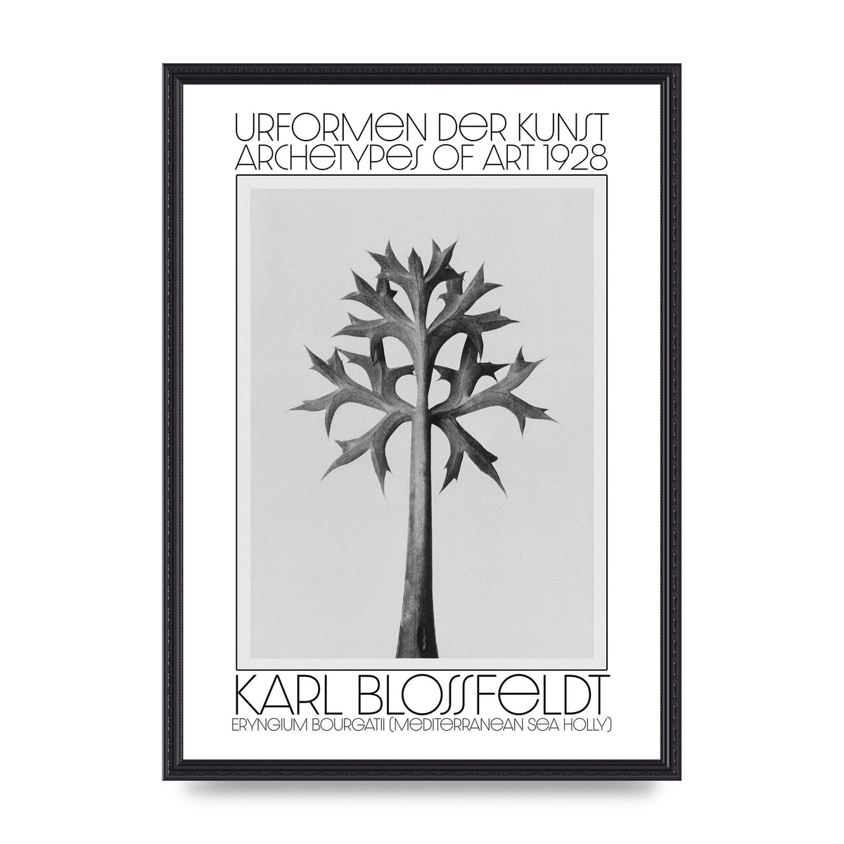 Karl Blossfeldt Urformen Der Kunst 1928 Eryngium Bourgatii Mediterranean Sea Holly Printed Poster - A2 framed
