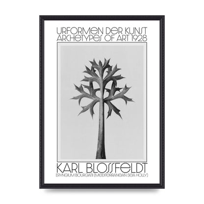 Karl Blossfeldt Urformen Der Kunst 1928 Eryngium Bourgatii Mediterranean Sea Holly Printed Poster - A2 framed