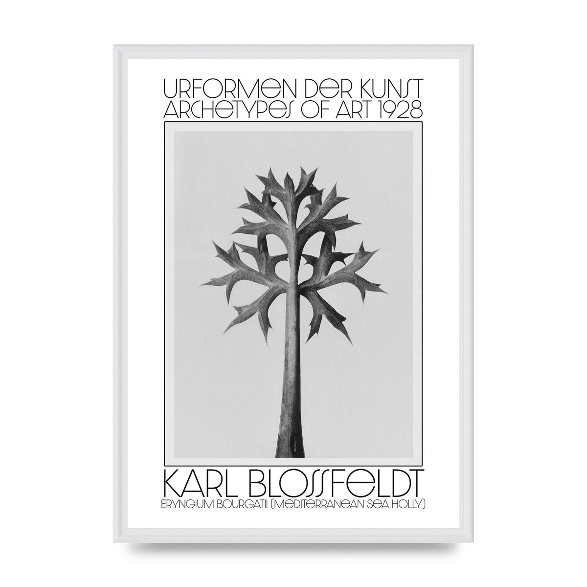 Karl Blossfeldt Urformen Der Kunst 1928 Eryngium Bourgatii Mediterranean Sea Holly Printed Poster - A2 framed