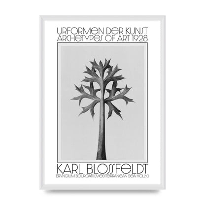 Karl Blossfeldt Urformen Der Kunst 1928 Eryngium Bourgatii Mediterranean Sea Holly Printed Poster - A2 framed