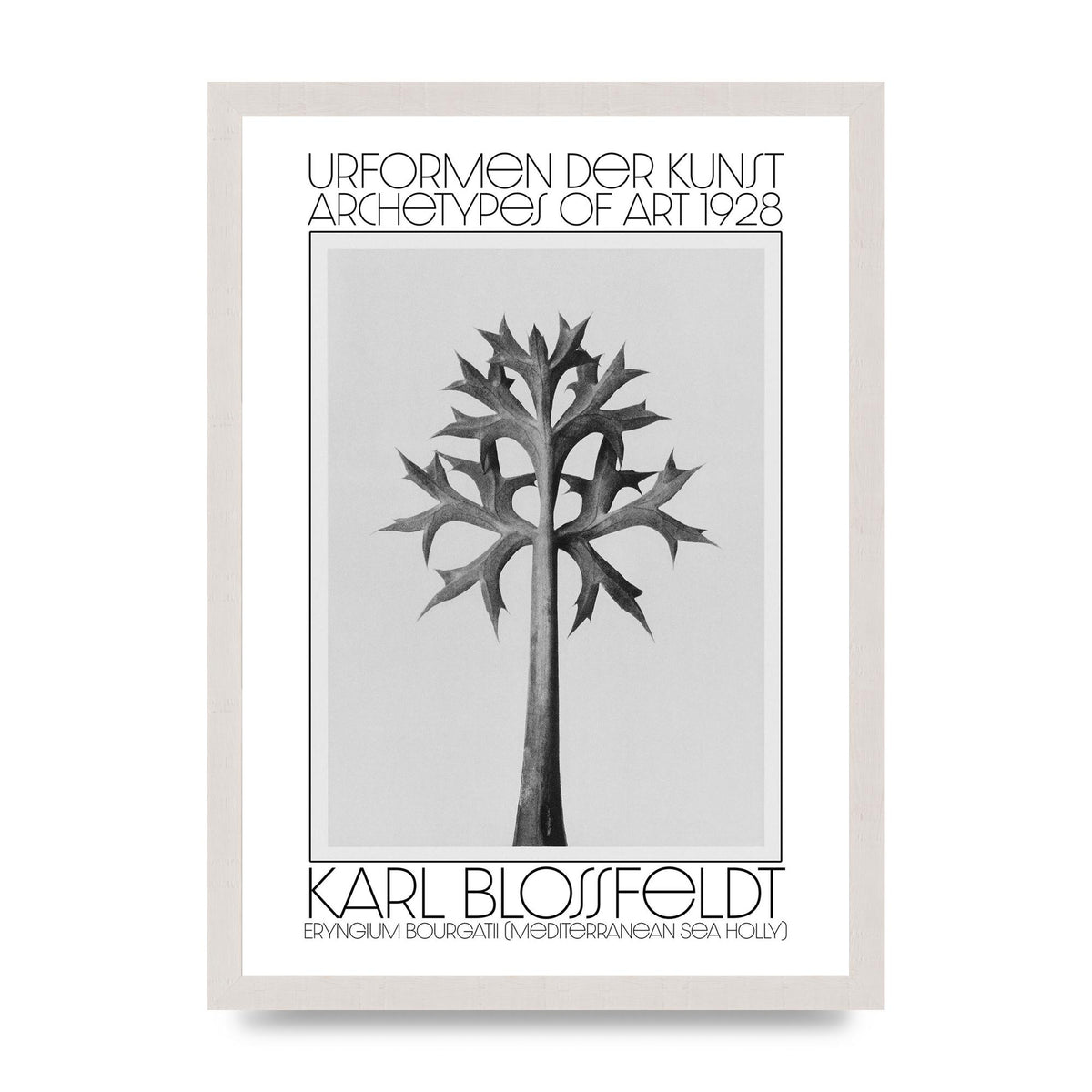 Karl Blossfeldt Urformen Der Kunst 1928 Eryngium Bourgatii Mediterranean Sea Holly Printed Poster - A3 framed