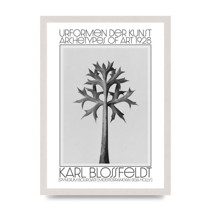 Karl Blossfeldt Urformen Der Kunst 1928 Eryngium Bourgatii Mediterranean Sea Holly Printed Poster - A3 framed