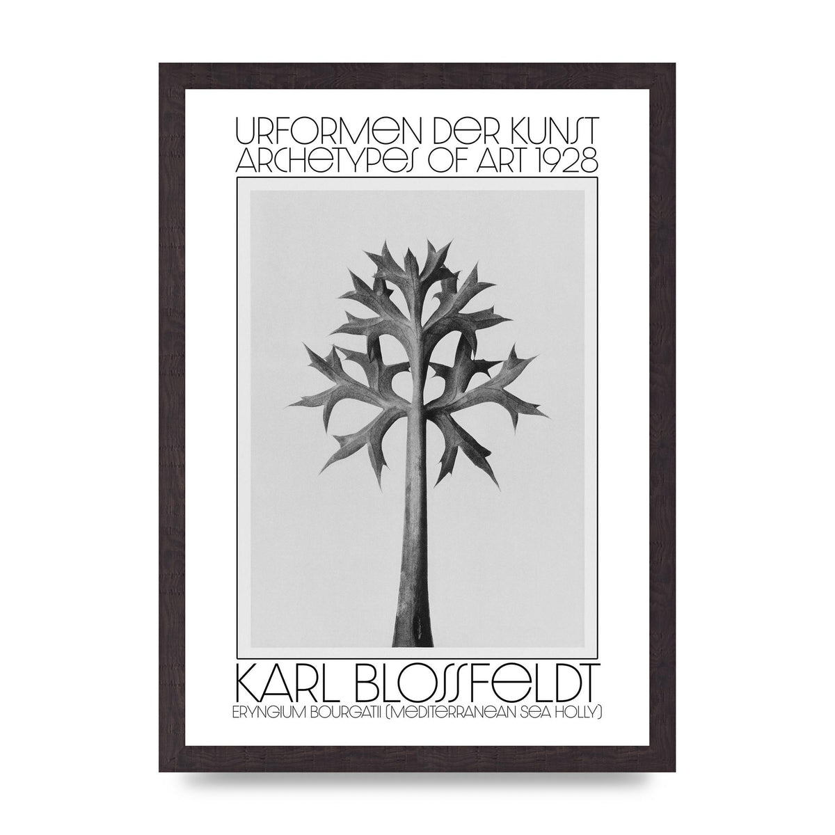 Karl Blossfeldt Urformen Der Kunst 1928 Eryngium Bourgatii Mediterranean Sea Holly Printed Poster - A3 framed