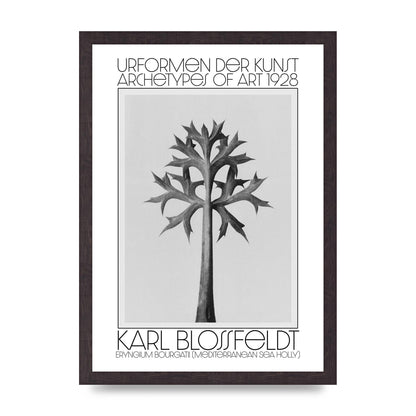 Karl Blossfeldt Urformen Der Kunst 1928 Eryngium Bourgatii Mediterranean Sea Holly Printed Poster - A3 framed