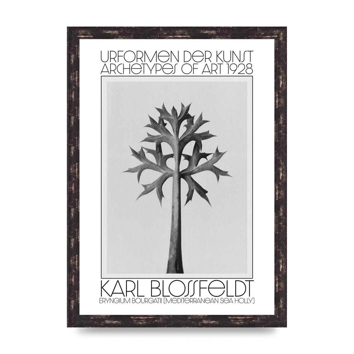 Karl Blossfeldt Urformen Der Kunst 1928 Eryngium Bourgatii Mediterranean Sea Holly Printed Poster - A3 framed