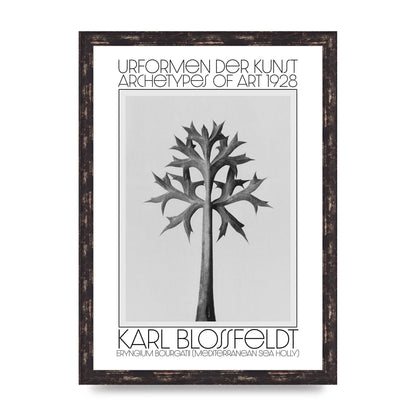 Karl Blossfeldt Urformen Der Kunst 1928 Eryngium Bourgatii Mediterranean Sea Holly Printed Poster - A3 framed