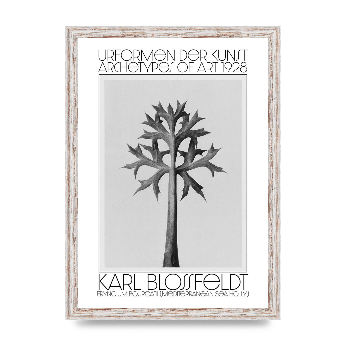 Karl Blossfeldt Urformen Der Kunst 1928 Eryngium Bourgatii Mediterranean Sea Holly Printed Poster - A3 framed