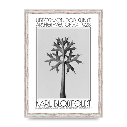Karl Blossfeldt Urformen Der Kunst 1928 Eryngium Bourgatii Mediterranean Sea Holly Printed Poster - A3 framed