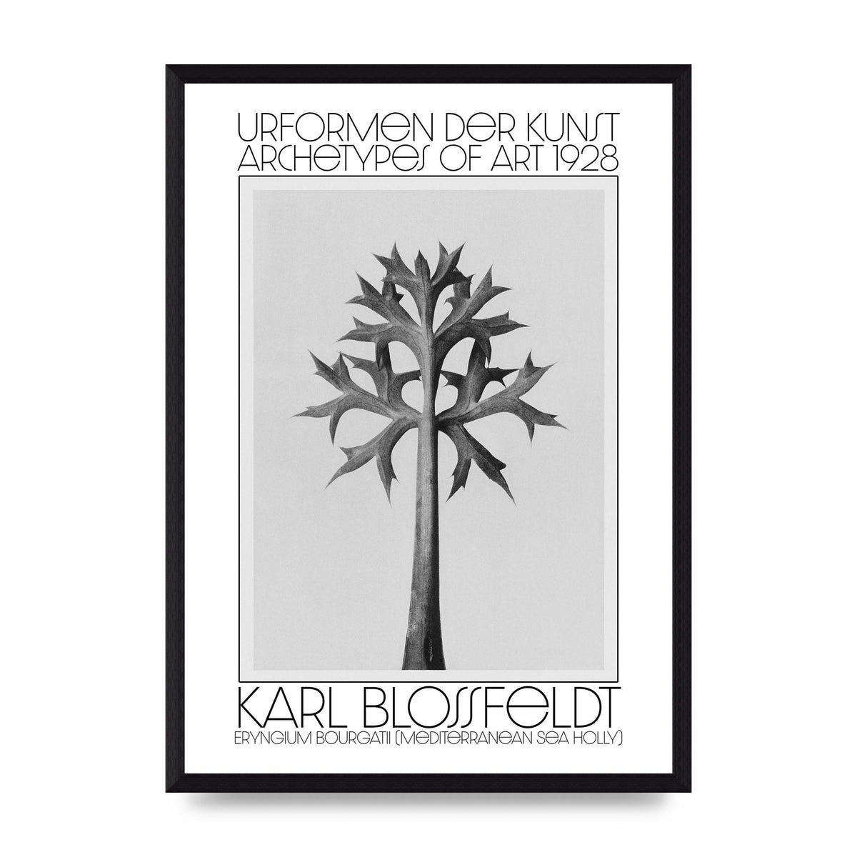 Karl Blossfeldt Urformen Der Kunst 1928 Eryngium Bourgatii Mediterranean Sea Holly Printed Poster - A3 framed