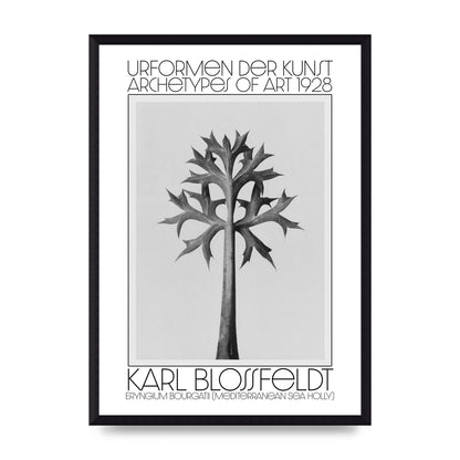 Karl Blossfeldt Urformen Der Kunst 1928 Eryngium Bourgatii Mediterranean Sea Holly Printed Poster - A3 framed