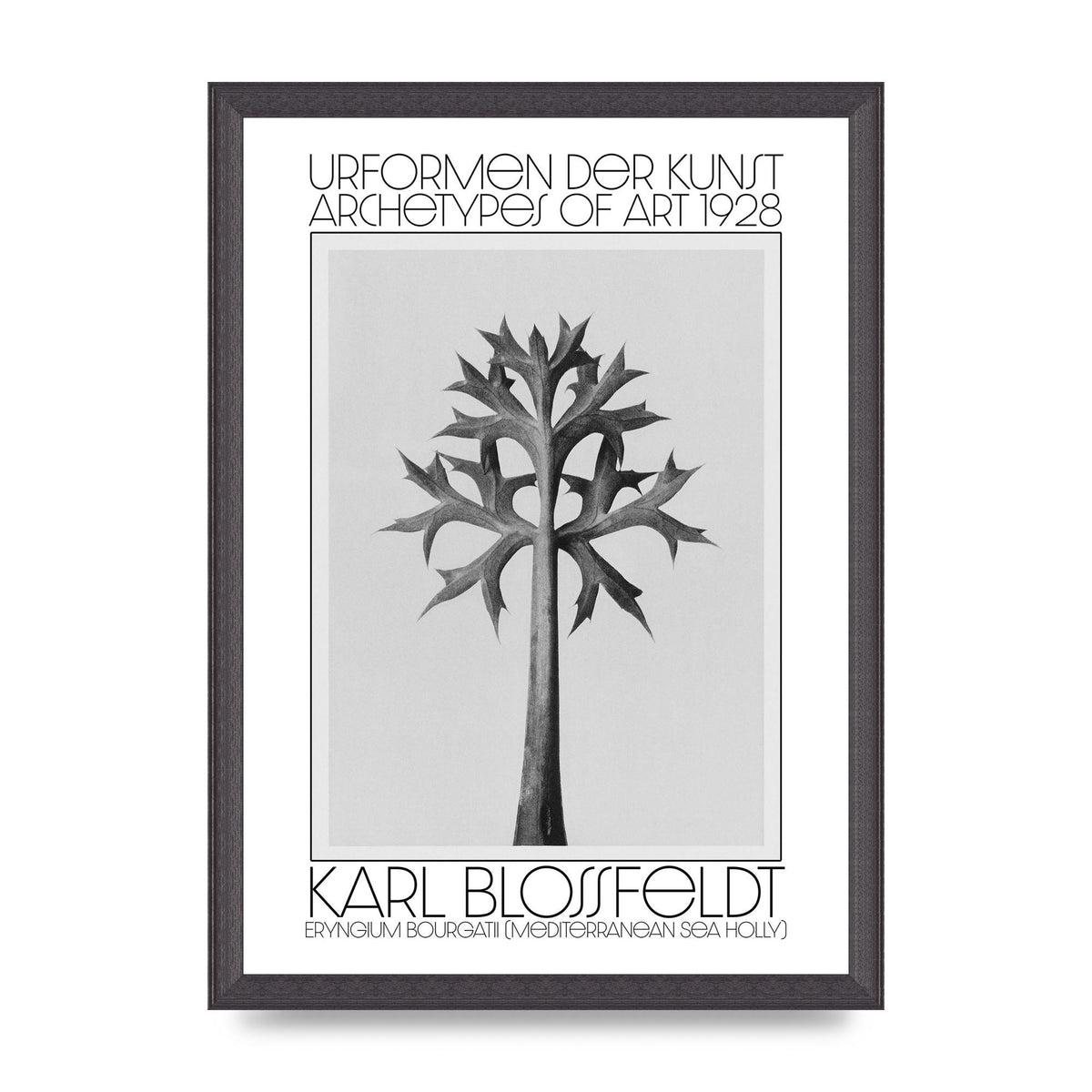 Karl Blossfeldt Urformen Der Kunst 1928 Eryngium Bourgatii Mediterranean Sea Holly Printed Poster - A3 framed