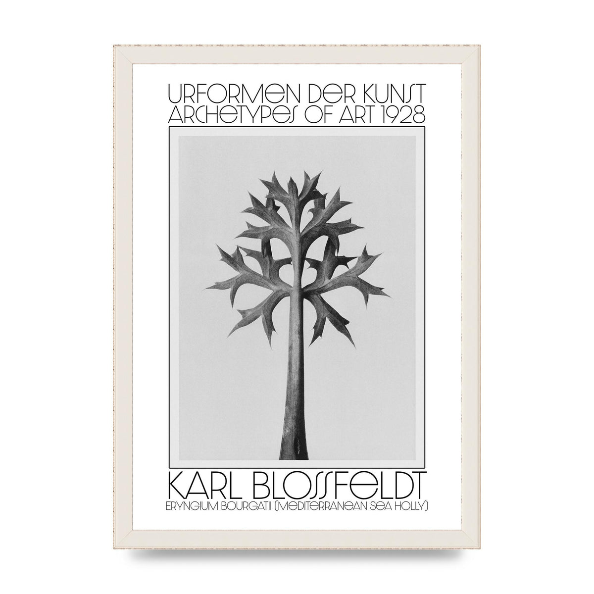 Karl Blossfeldt Urformen Der Kunst 1928 Eryngium Bourgatii Mediterranean Sea Holly Printed Poster - A3 framed