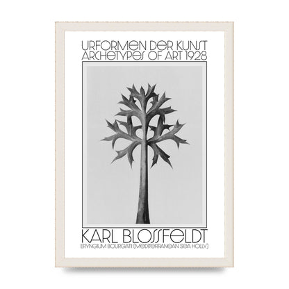 Karl Blossfeldt Urformen Der Kunst 1928 Eryngium Bourgatii Mediterranean Sea Holly Printed Poster - A3 framed