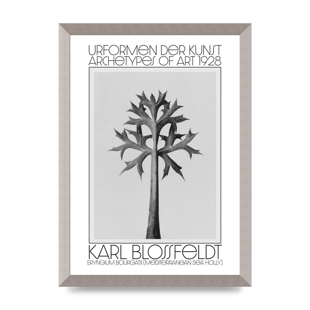 Karl Blossfeldt Urformen Der Kunst 1928 Eryngium Bourgatii Mediterranean Sea Holly Printed Poster - A3 framed