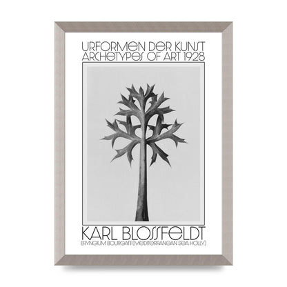 Karl Blossfeldt Urformen Der Kunst 1928 Eryngium Bourgatii Mediterranean Sea Holly Printed Poster - A3 framed