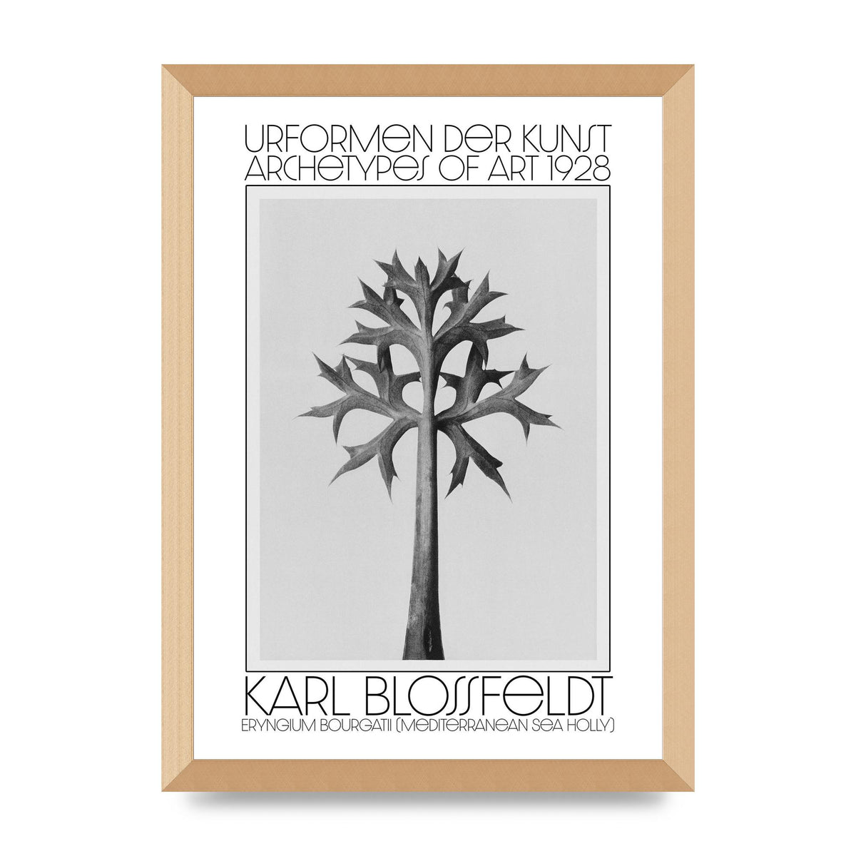 Karl Blossfeldt Urformen Der Kunst 1928 Eryngium Bourgatii Mediterranean Sea Holly Printed Poster - A3 framed