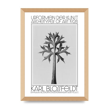 Karl Blossfeldt Urformen Der Kunst 1928 Eryngium Bourgatii Mediterranean Sea Holly Printed Poster - A3 framed