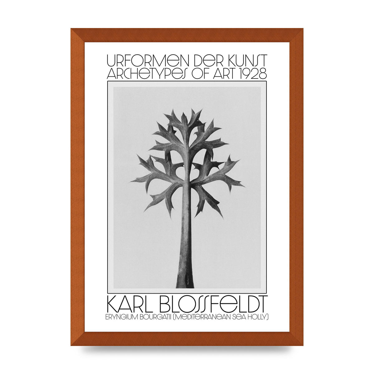 Karl Blossfeldt Urformen Der Kunst 1928 Eryngium Bourgatii Mediterranean Sea Holly Printed Poster - A3 framed