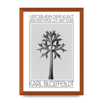 Karl Blossfeldt Urformen Der Kunst 1928 Eryngium Bourgatii Mediterranean Sea Holly Printed Poster - A3 framed
