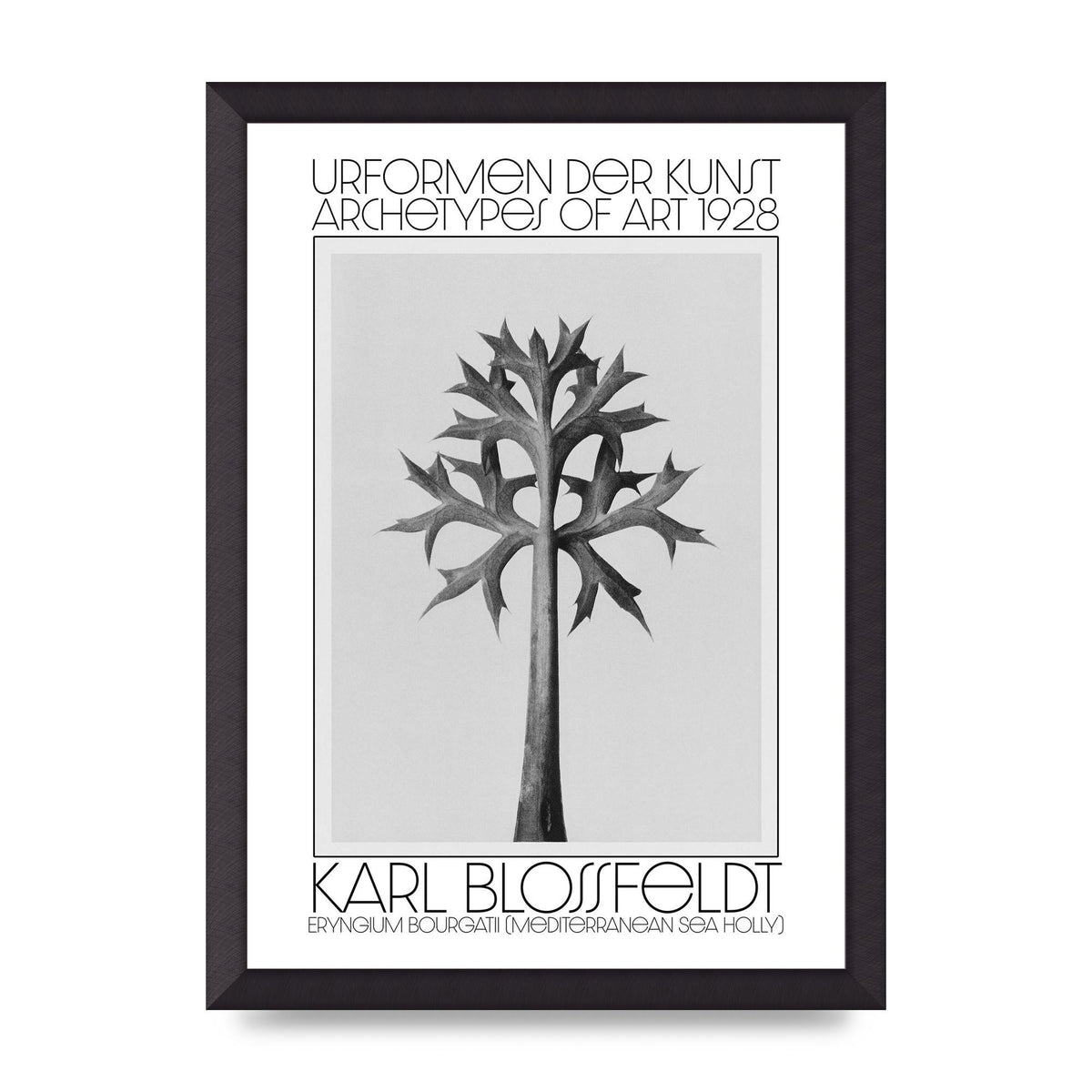 Karl Blossfeldt Urformen Der Kunst 1928 Eryngium Bourgatii Mediterranean Sea Holly Printed Poster - A3 framed