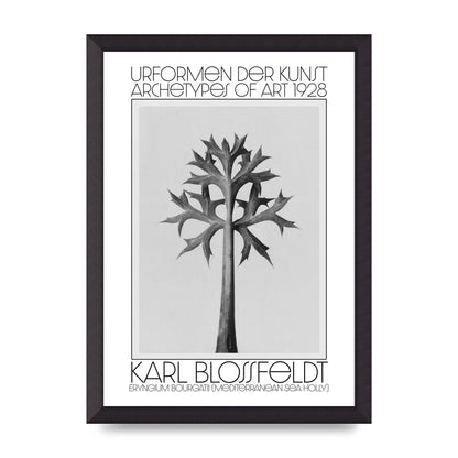 Karl Blossfeldt Urformen Der Kunst 1928 Eryngium Bourgatii Mediterranean Sea Holly Printed Poster - A3 framed