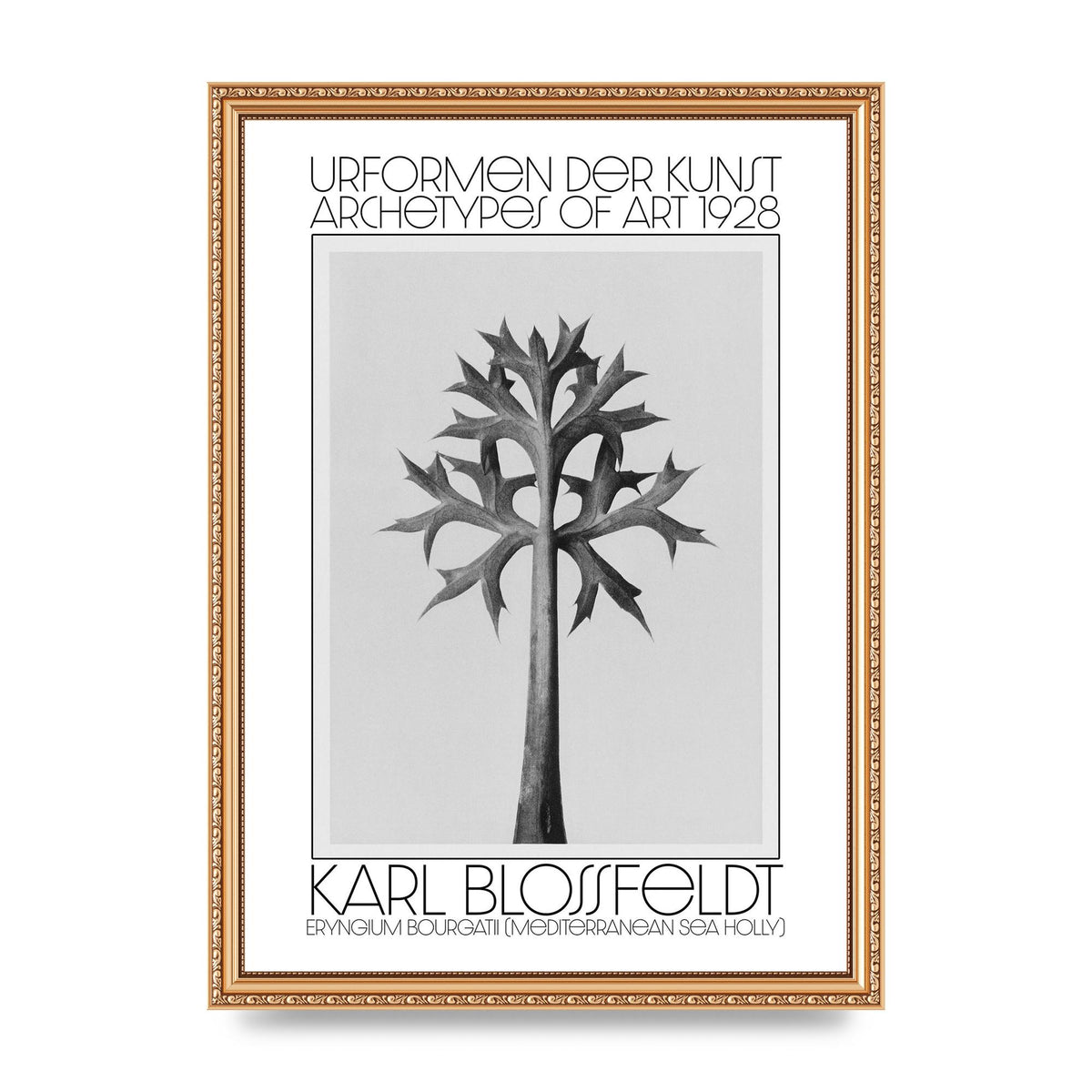 Karl Blossfeldt Urformen Der Kunst 1928 Eryngium Bourgatii Mediterranean Sea Holly Printed Poster - A3 framed