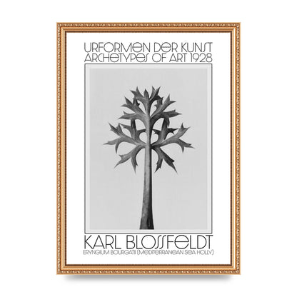 Karl Blossfeldt Urformen Der Kunst 1928 Eryngium Bourgatii Mediterranean Sea Holly Printed Poster - A3 framed
