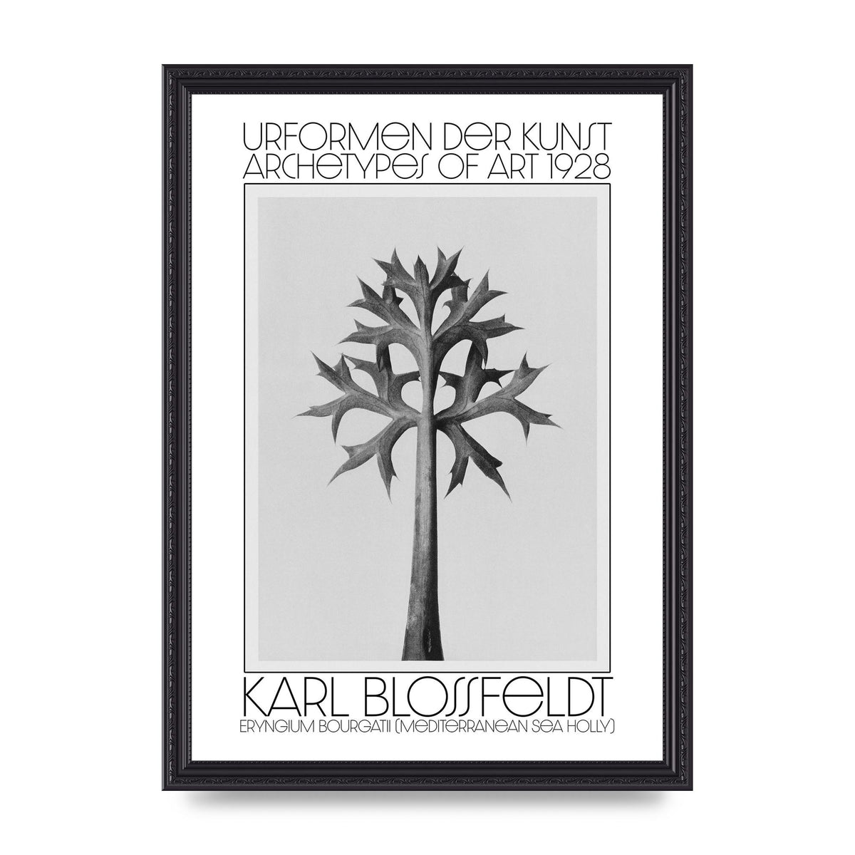 Karl Blossfeldt Urformen Der Kunst 1928 Eryngium Bourgatii Mediterranean Sea Holly Printed Poster - A3 framed