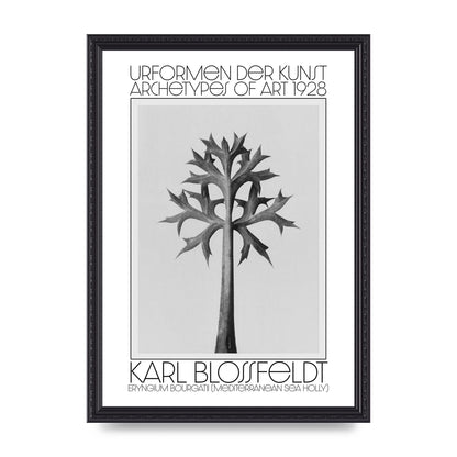Karl Blossfeldt Urformen Der Kunst 1928 Eryngium Bourgatii Mediterranean Sea Holly Printed Poster - A3 framed