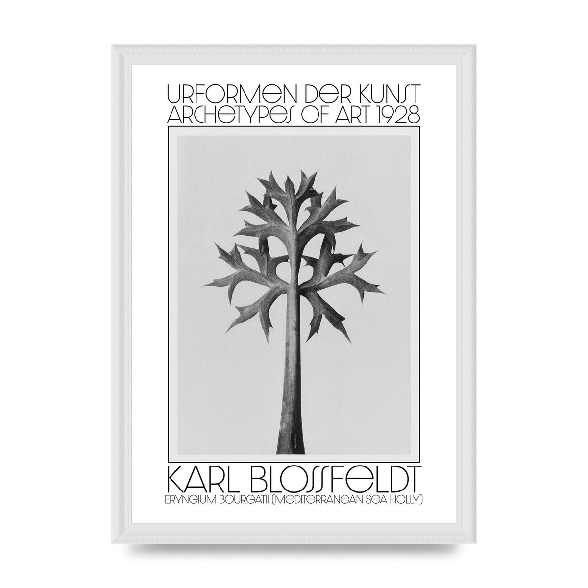 Karl Blossfeldt Urformen Der Kunst 1928 Eryngium Bourgatii Mediterranean Sea Holly Printed Poster - A3 framed