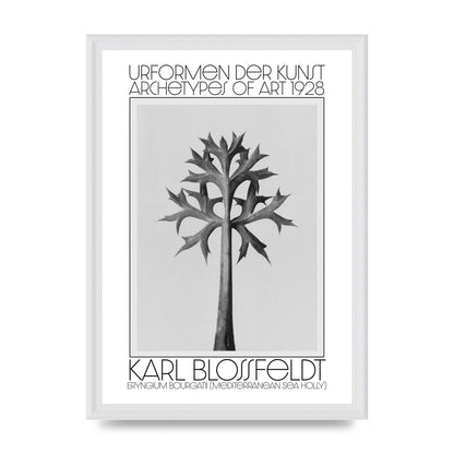 Karl Blossfeldt Urformen Der Kunst 1928 Eryngium Bourgatii Mediterranean Sea Holly Printed Poster - A3 framed