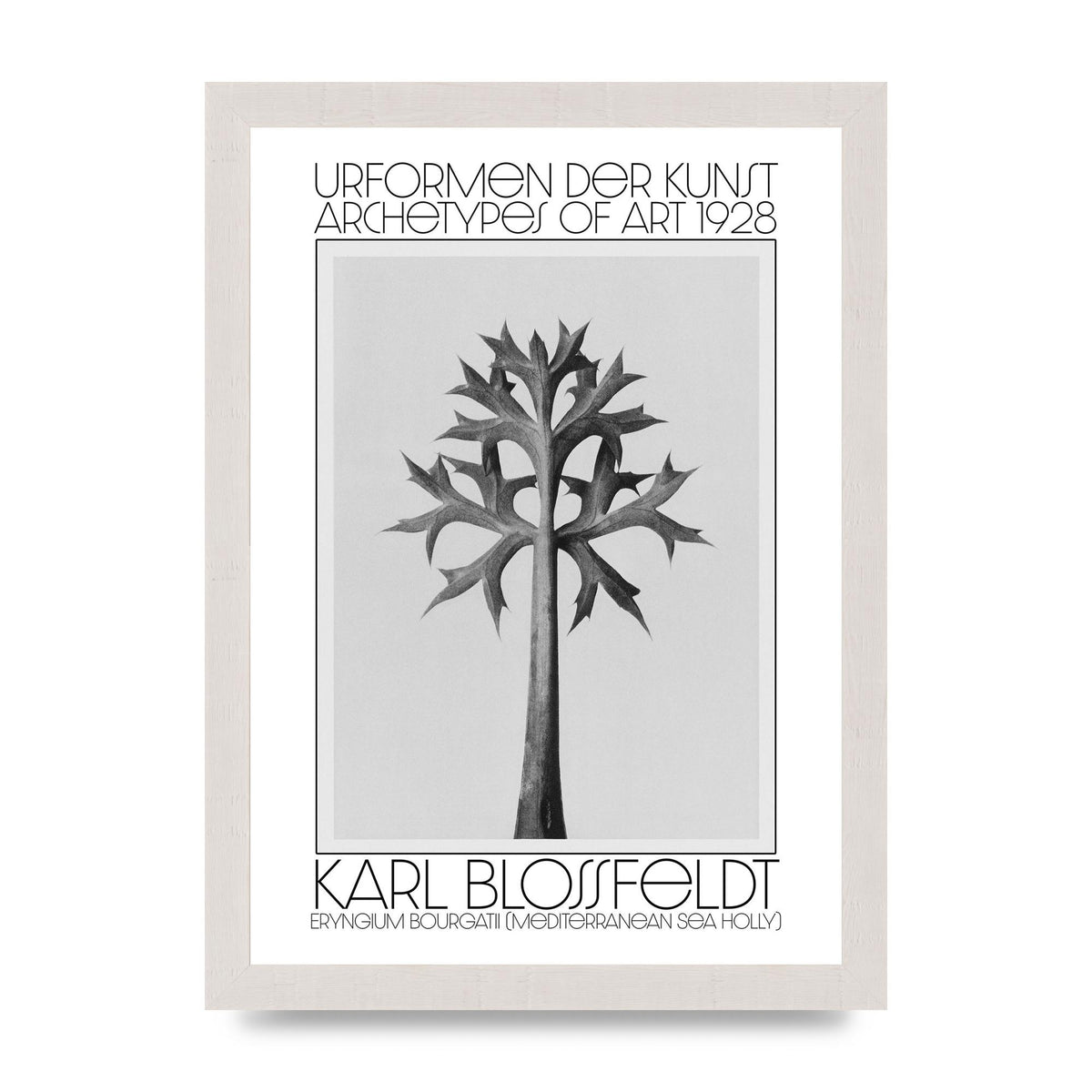 Karl Blossfeldt Urformen Der Kunst 1928 Eryngium Bourgatii Mediterranean Sea Holly Printed Poster - A4 framed