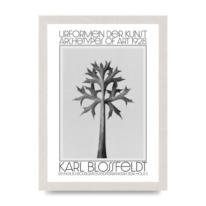 Karl Blossfeldt Urformen Der Kunst 1928 Eryngium Bourgatii Mediterranean Sea Holly Printed Poster - A4 framed