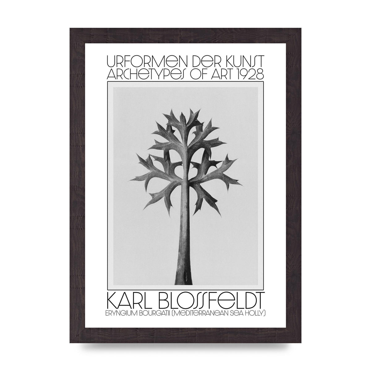 Karl Blossfeldt Urformen Der Kunst 1928 Eryngium Bourgatii Mediterranean Sea Holly Printed Poster - A4 framed