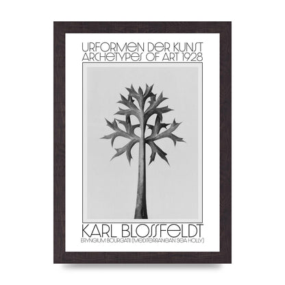 Karl Blossfeldt Urformen Der Kunst 1928 Eryngium Bourgatii Mediterranean Sea Holly Printed Poster - A4 framed