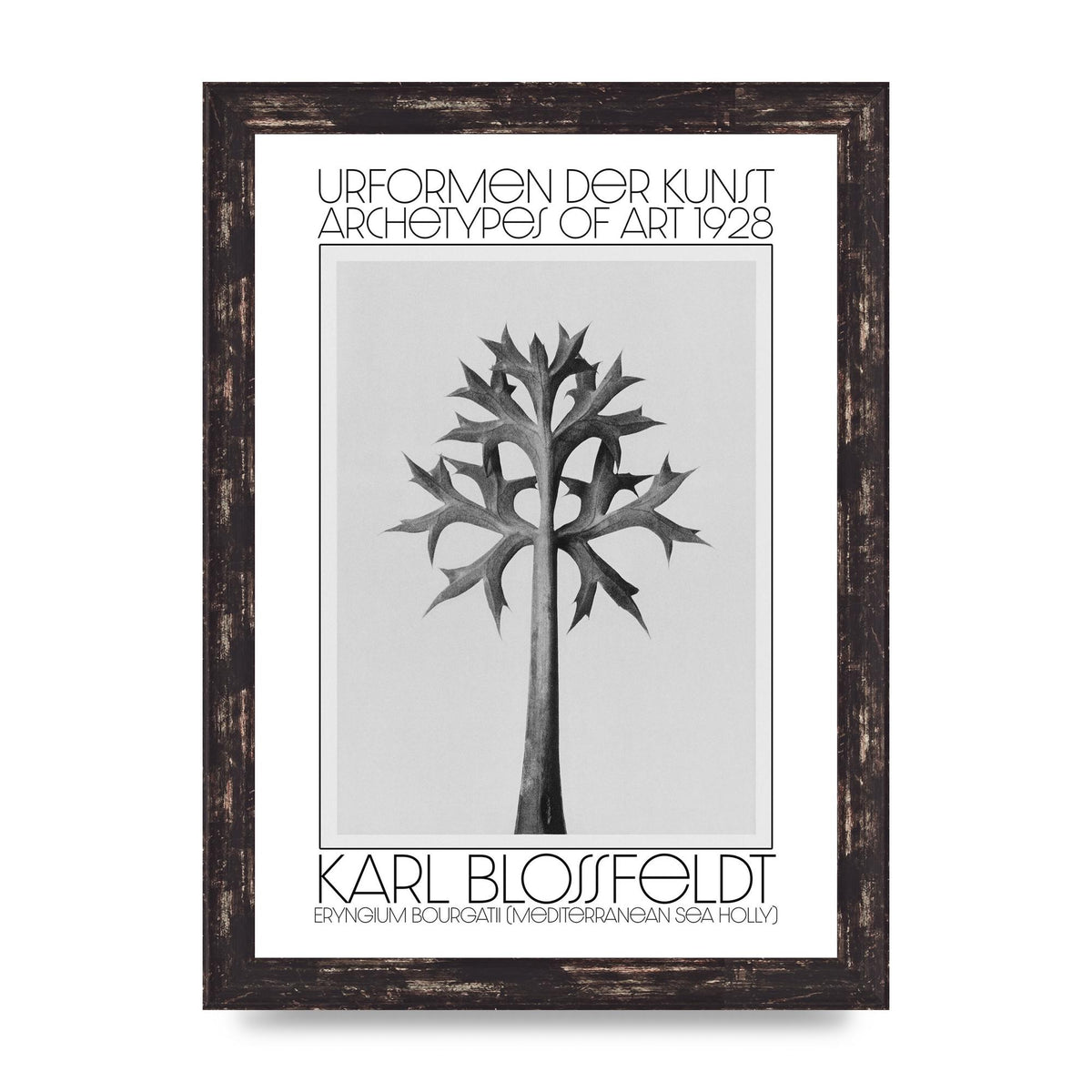 Karl Blossfeldt Urformen Der Kunst 1928 Eryngium Bourgatii Mediterranean Sea Holly Printed Poster - A4 framed