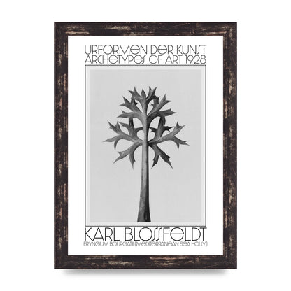 Karl Blossfeldt Urformen Der Kunst 1928 Eryngium Bourgatii Mediterranean Sea Holly Printed Poster - A4 framed