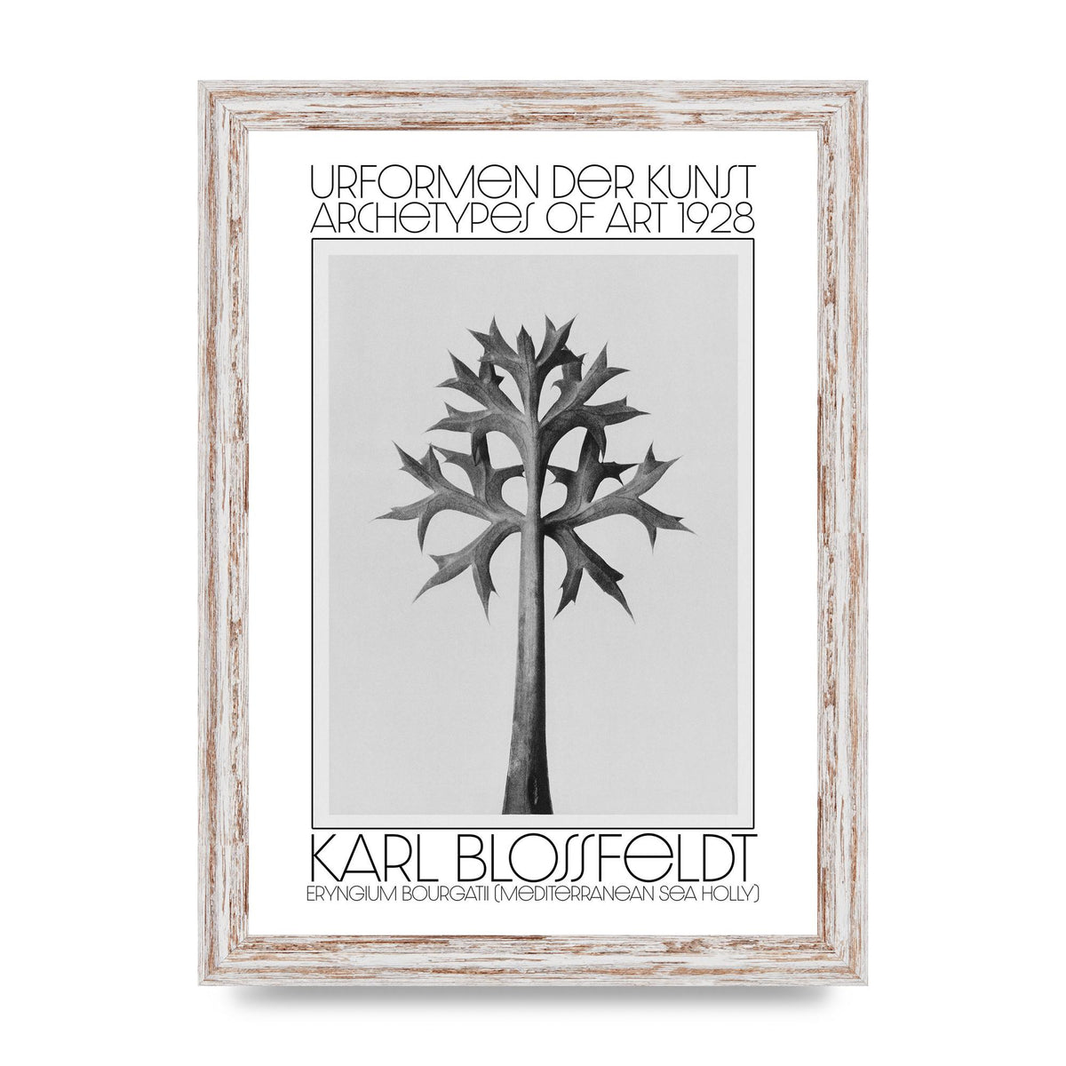 Karl Blossfeldt Urformen Der Kunst 1928 Eryngium Bourgatii Mediterranean Sea Holly Printed Poster - A4 framed