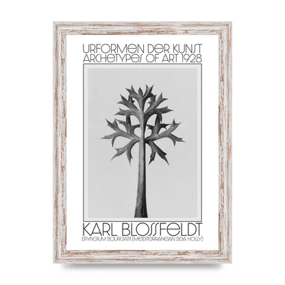 Karl Blossfeldt Urformen Der Kunst 1928 Eryngium Bourgatii Mediterranean Sea Holly Printed Poster - A4 framed