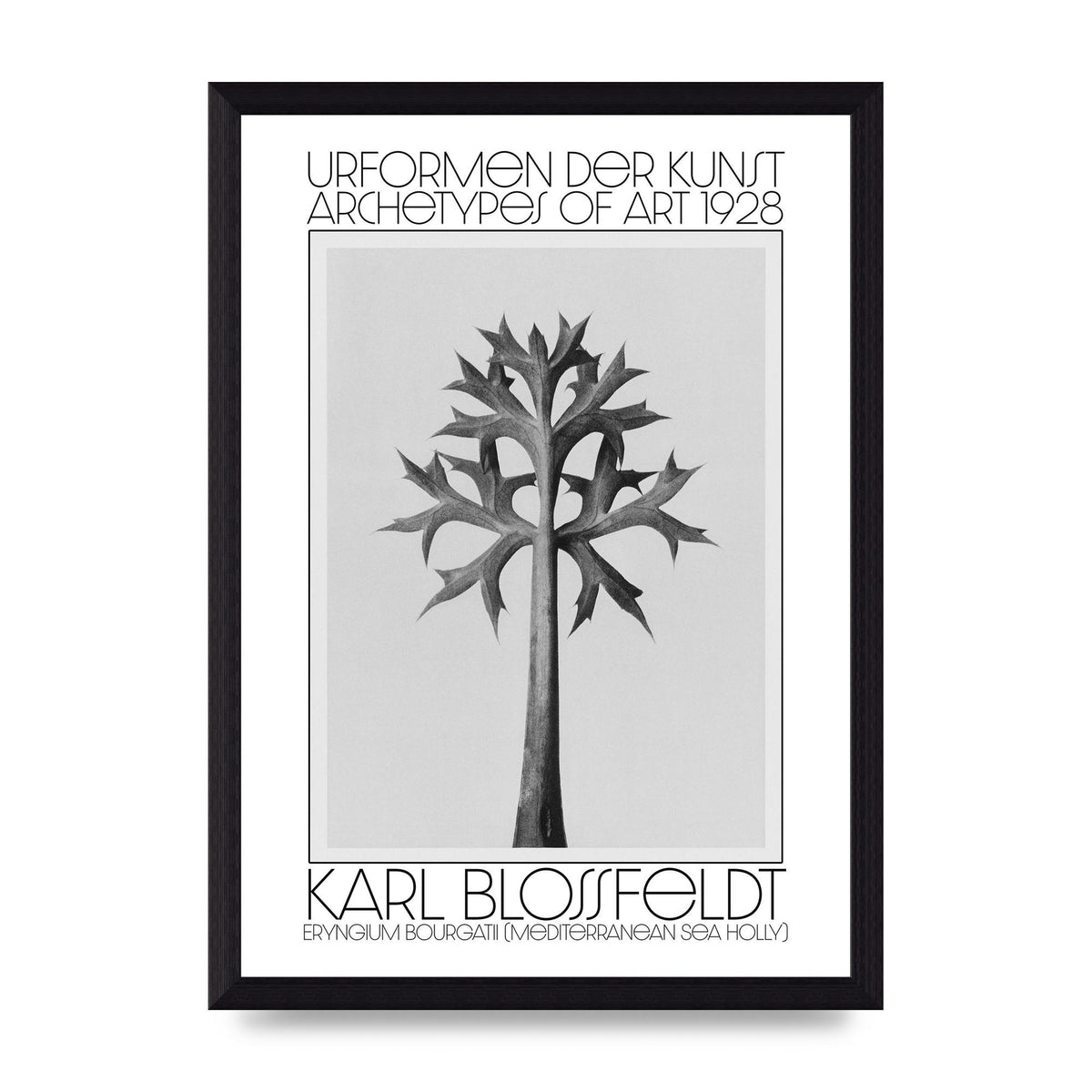 Karl Blossfeldt Urformen Der Kunst 1928 Eryngium Bourgatii Mediterranean Sea Holly Printed Poster - A4 framed