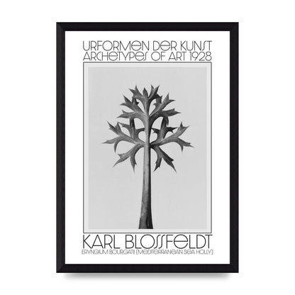 Karl Blossfeldt Urformen Der Kunst 1928 Eryngium Bourgatii Mediterranean Sea Holly Printed Poster - A4 framed