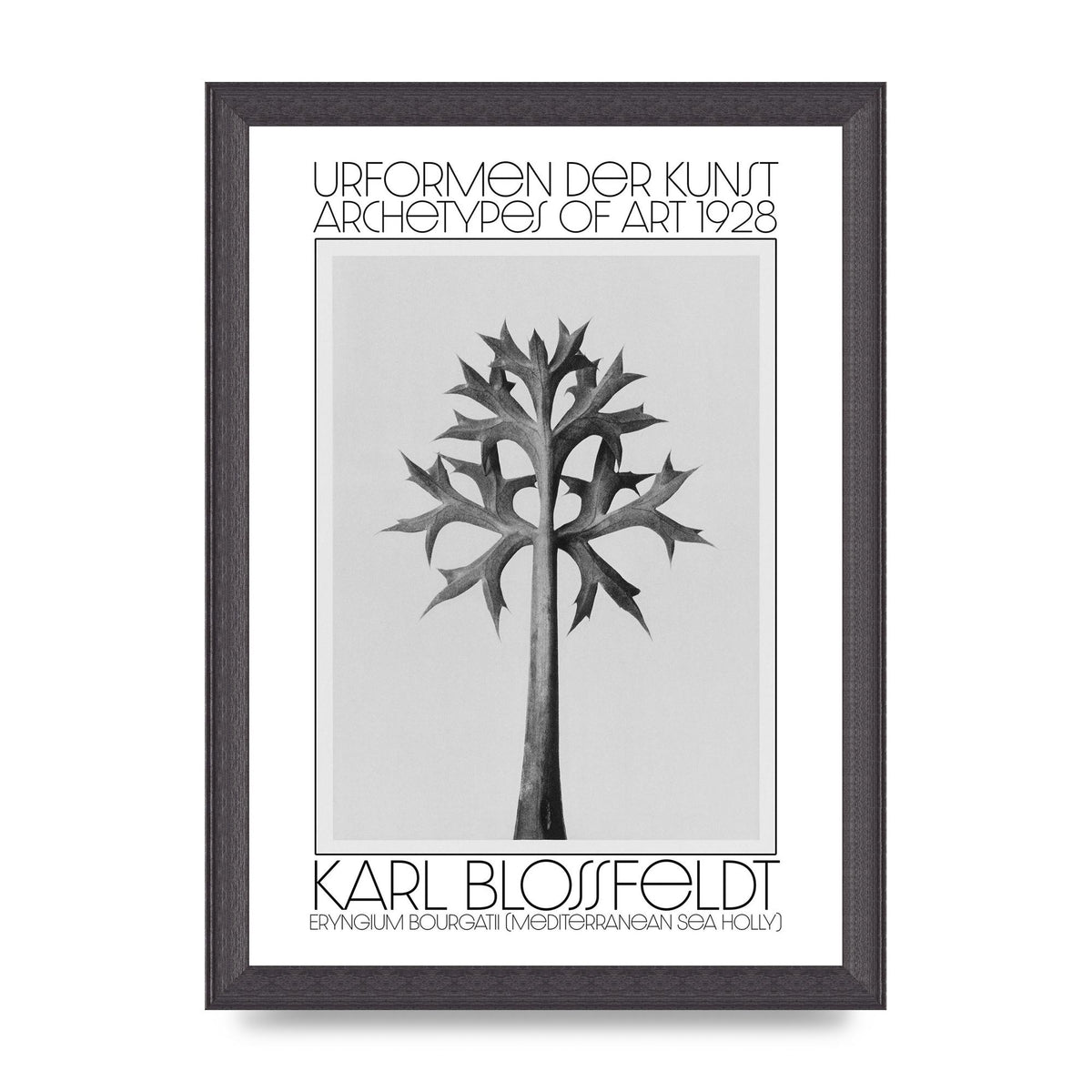 Karl Blossfeldt Urformen Der Kunst 1928 Eryngium Bourgatii Mediterranean Sea Holly Printed Poster - A4 framed