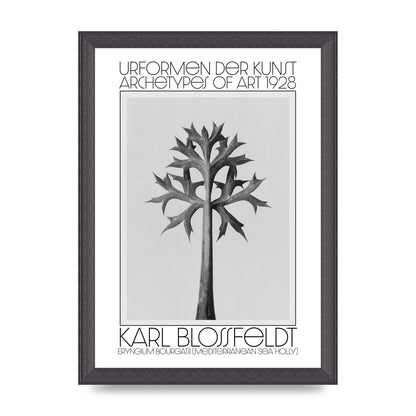 Karl Blossfeldt Urformen Der Kunst 1928 Eryngium Bourgatii Mediterranean Sea Holly Printed Poster - A4 framed
