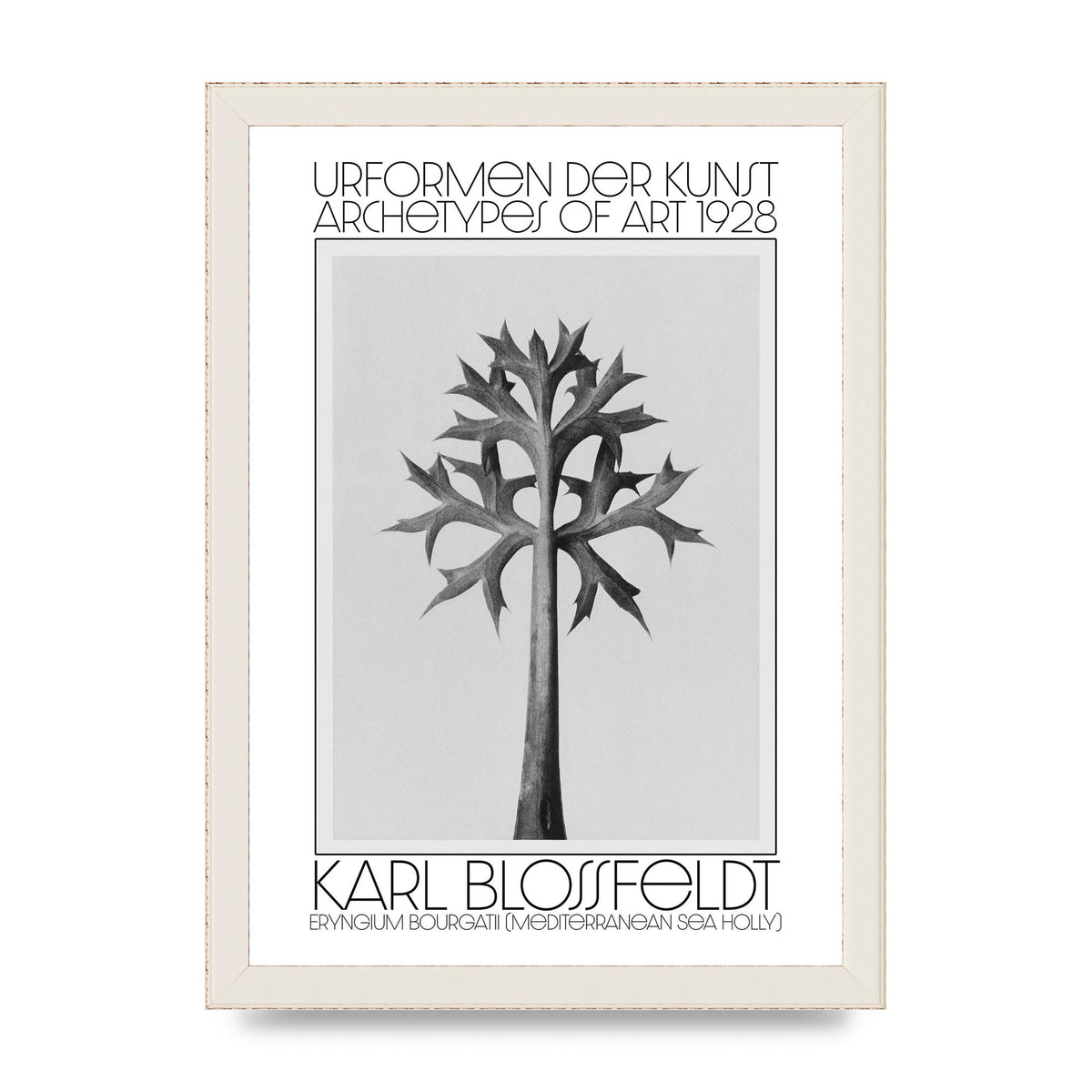 Karl Blossfeldt Urformen Der Kunst 1928 Eryngium Bourgatii Mediterranean Sea Holly Printed Poster - A4 framed