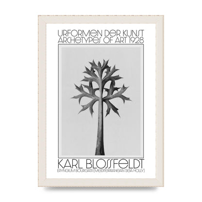 Karl Blossfeldt Urformen Der Kunst 1928 Eryngium Bourgatii Mediterranean Sea Holly Printed Poster - A4 framed