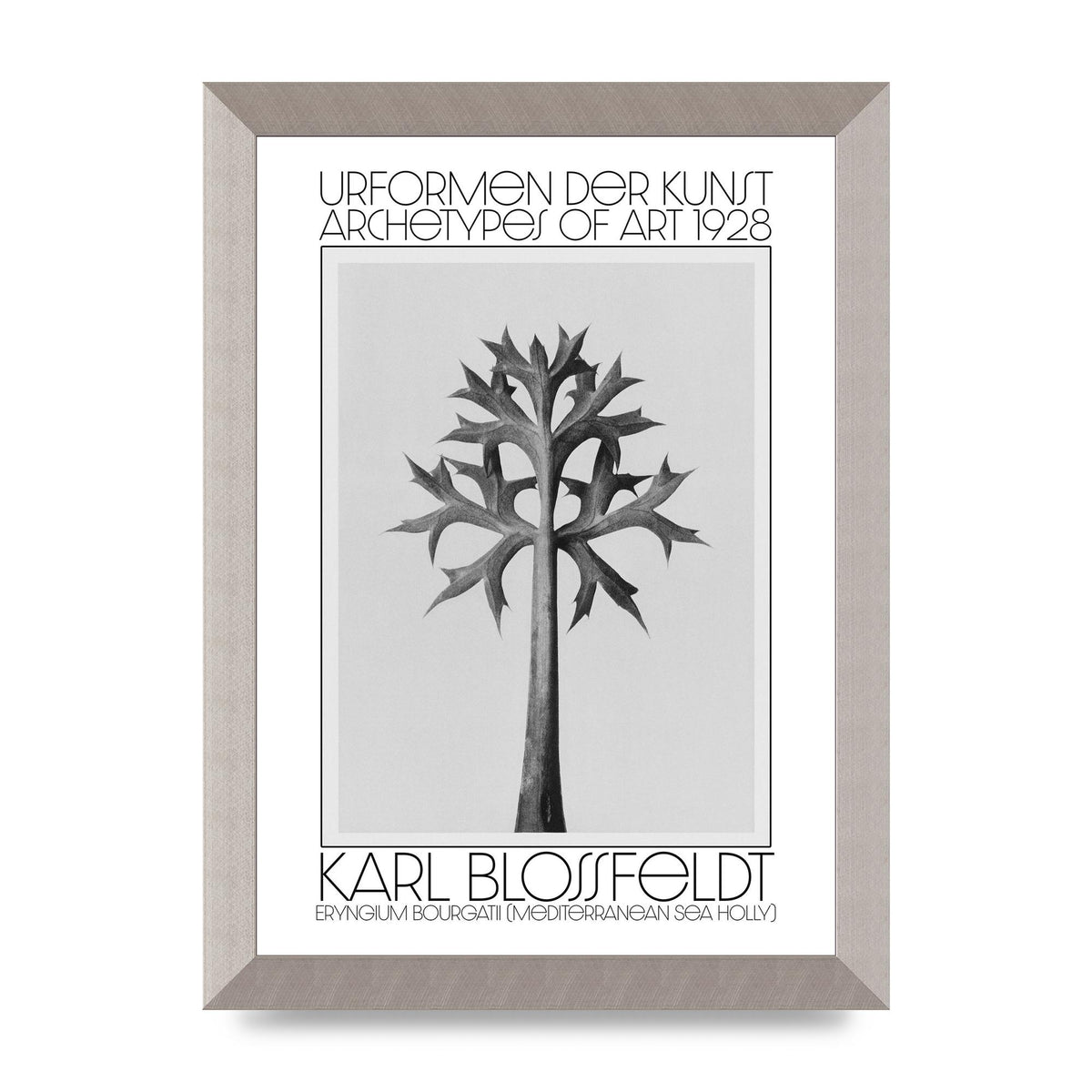 Karl Blossfeldt Urformen Der Kunst 1928 Eryngium Bourgatii Mediterranean Sea Holly Printed Poster - A4 framed