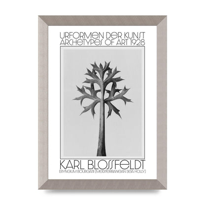 Karl Blossfeldt Urformen Der Kunst 1928 Eryngium Bourgatii Mediterranean Sea Holly Printed Poster - A4 framed