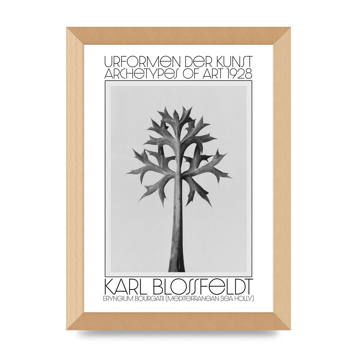 Karl Blossfeldt Urformen Der Kunst 1928 Eryngium Bourgatii Mediterranean Sea Holly Printed Poster - A4 framed