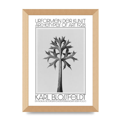 Karl Blossfeldt Urformen Der Kunst 1928 Eryngium Bourgatii Mediterranean Sea Holly Printed Poster - A4 framed